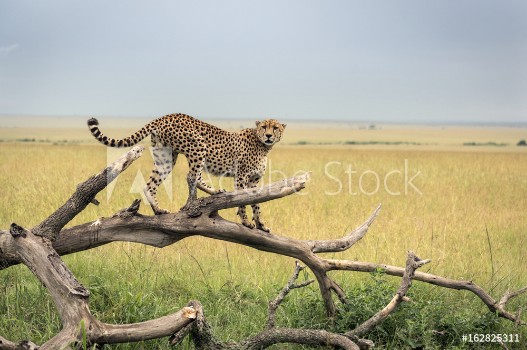 Picture of Cheetah on a branch in Masai Mara Park in savanna